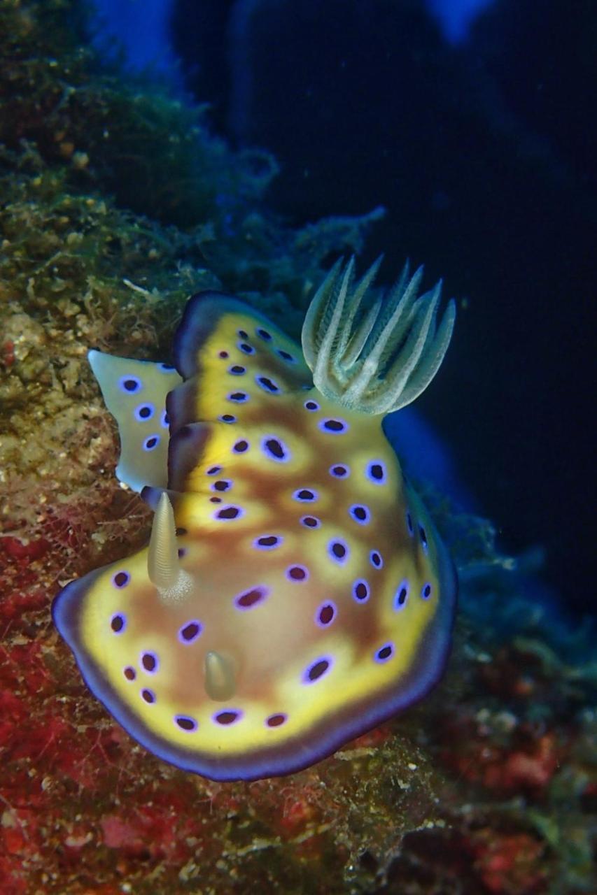 Bed and Breakfast 藍洞潛水blue Hole Dive Center Heng-ch'un Exterior foto